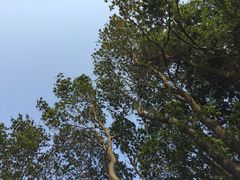 -火炉山森林公园