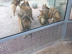 -西霞口神雕山野生动物世界