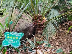 -呀诺达热带雨林