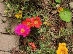 -国家植物园南园