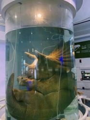 -恐龙探索乐园(磁器口店)