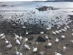 -烟墩角天鹅湖