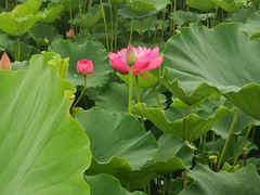 -桤木河湿地公园