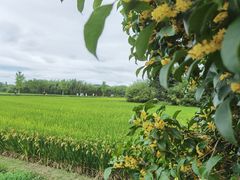 -良渚古城遗址公园