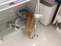 -lincat·猫舍(广州店)