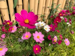 -海心沙亚运公园