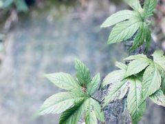 -穹窿山景区