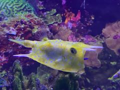 -芜湖新华联大白鲸海洋公园