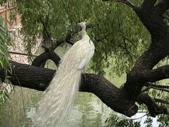 -J Create城市露营咖啡·简餐·宠物(上海动物园店)