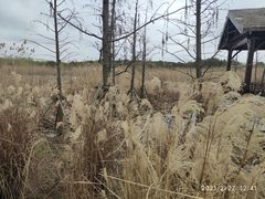 -同里国家湿地公园