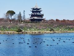 -上海海湾国家森林公园