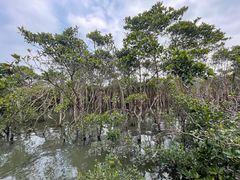-东寨港红树林旅游区