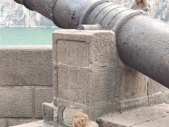 -白帝城·瞿塘峡景区