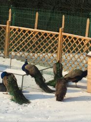 -萌宠亲子动物乐园(槐房万达店)