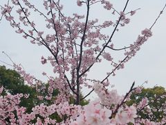 -顾村公园