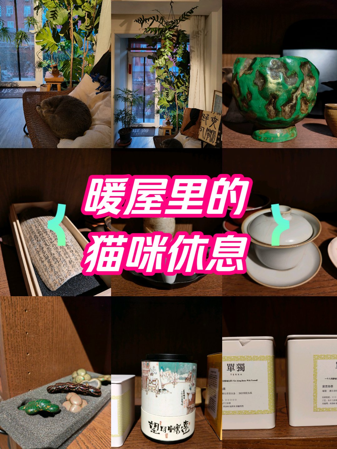 北京三里屯茶室招猫递狗品茗度过一个暖暖下午