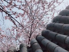 -桃花堤公园