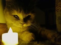 -宠颐生动物医院·心脏科·保险定点(锦阳分院)