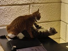 -逃脱反斗城沉浸剧情密室(北京路店)