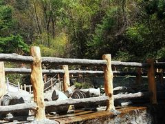 -王顺山国家森林公园