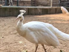 -秦皇岛野生动物园
