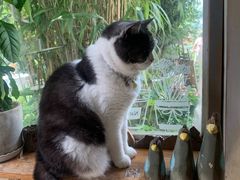 -海边的猫和咖啡馆
