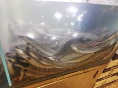 -本炙炭烤·蒲烧活鳗料理店(金沙洲店)