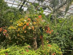 -呀路古热带植物园