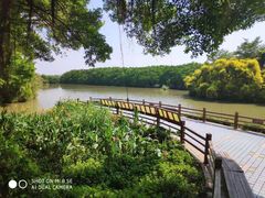-大湾区中央湿地公园-十九涌