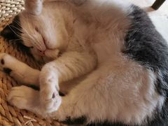 -猫猫幼稚园·撸猫·桌游·电玩
