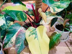 -Rabbit Cafe私房西餐甜点咖啡(栖霞路店)