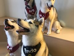 -Husky Go! 哈士奇体验馆·宠物咖啡厅狗咖