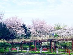 -嘉定紫藤园