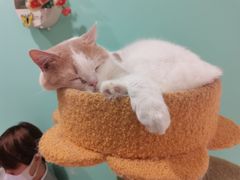 -猫在这儿猫咪咖啡馆·撸猫馆