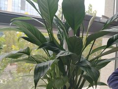 -大鸭梨烤鸭(枣园店)