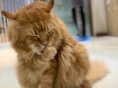 -藏猫猫咖啡主题馆(中央大道店)