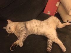 -达爱动物医院·犬猫分区·CT·复杂眼科(远洋山水分院)