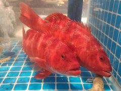 -田园居·佳宴(桑田路店)