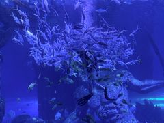 -哈尔滨波塞冬海底世界