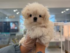 -翊宠yipet猫狗购宠庄园犬舍•猫舍