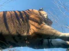 -西霞口神雕山野生动物世界