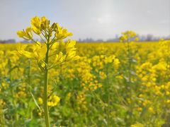 -汉长安城未央宫国家考古遗址公园