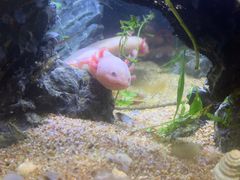 -花鸟鱼虫鲜花绿植市场(玉泉路店)
