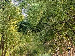 -洪湖生态旅游区