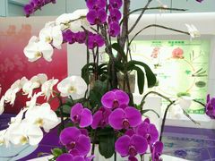 -博多一幸舍(侨福芳草地购物中心店)