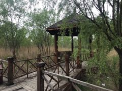 -微山湖红荷湿地景区