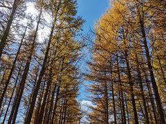 -塞罕坝国家级自然保护区