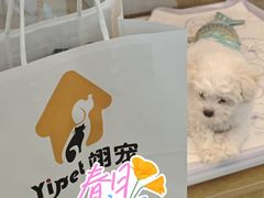 -翊宠yipet猫狗购宠庄园犬舍•猫舍