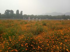 -北京东方普罗旺斯薰衣草庄园