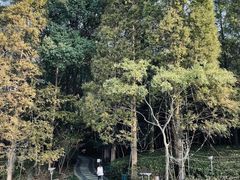 -金鸡湖桃花岛